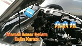 Biawak besar dalam enjin kereta😅