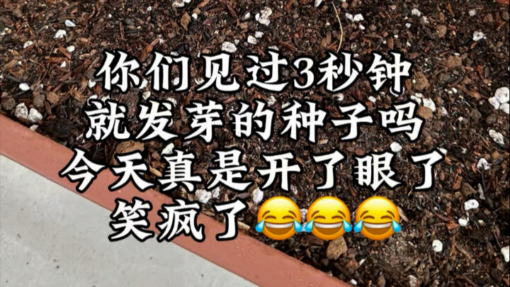 Have you ever seen seeds sprout in just 3 seconds? Haha, today was truly eye-opening!