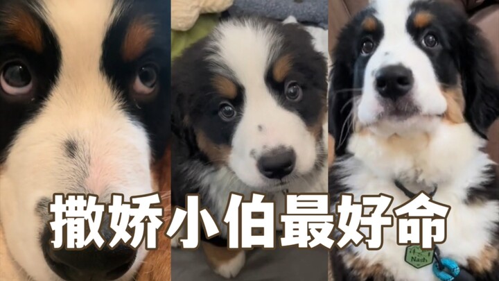 小伯必杀技：发出嘤嘤声后立即躺倒！