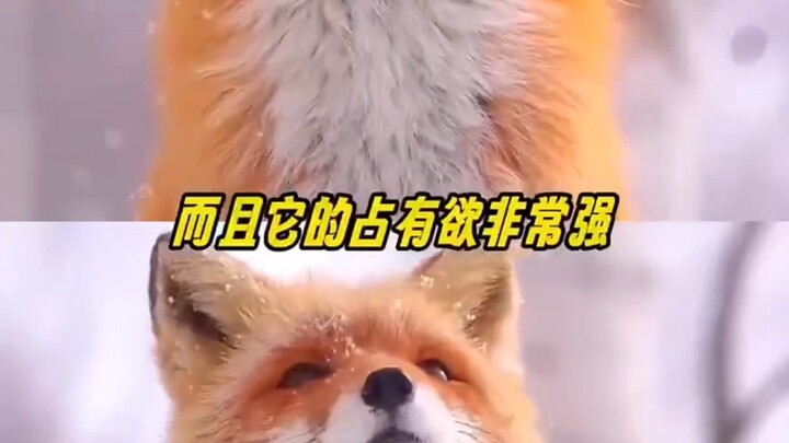 Here comes the little fox.