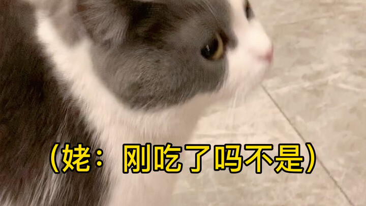 The little kitten hasn’t eaten for ten minutes.