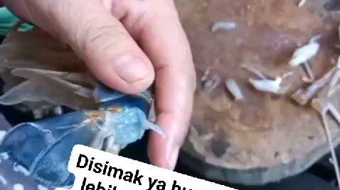 cara membersihkan udang galah