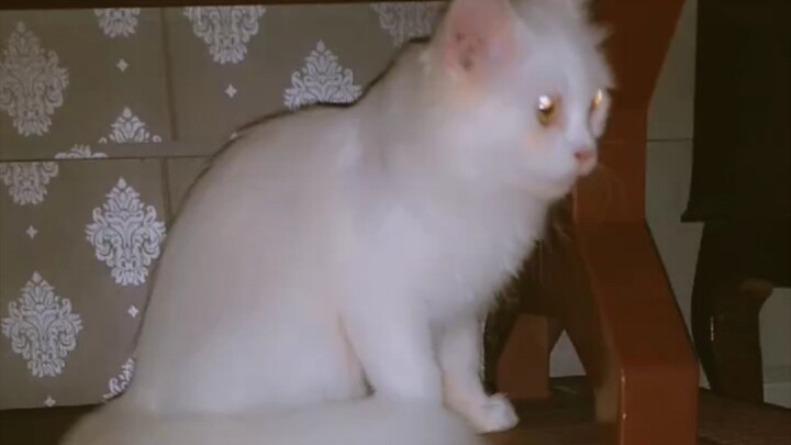 #cat