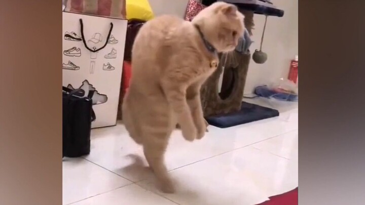 Ternyata, setiap kucing sejak lahir memang unik dan berbeda!