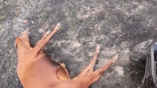 من سيفقد حياته أولاً: السيارة أم الثور؟