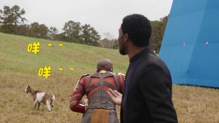 Informasi lucu dari film Marvel: Pidato Black Panther disela oleh seekor domba, dan para pahlawan be