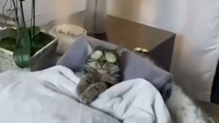 ماشي، ليش يعيشوا معًا.