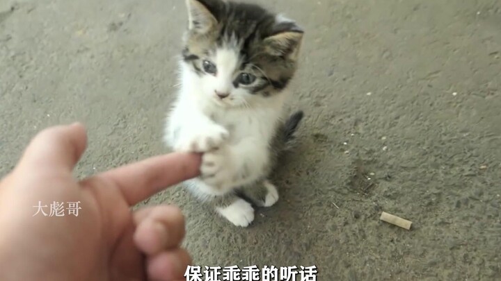 Induk kucing membawa anak-anaknya untuk pura-pura ditabrak, berharap ada yang memberi makan; kalau b