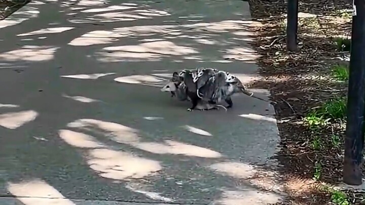 Bà mẹ gấu túi bất cẩn làm rơi một em bé, rồi…