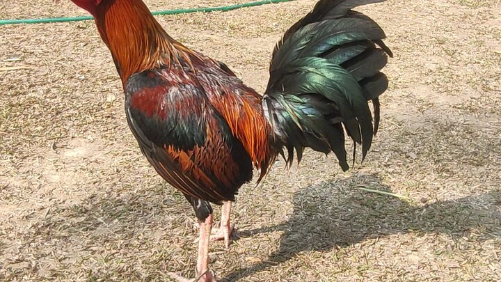 ayam kiko
