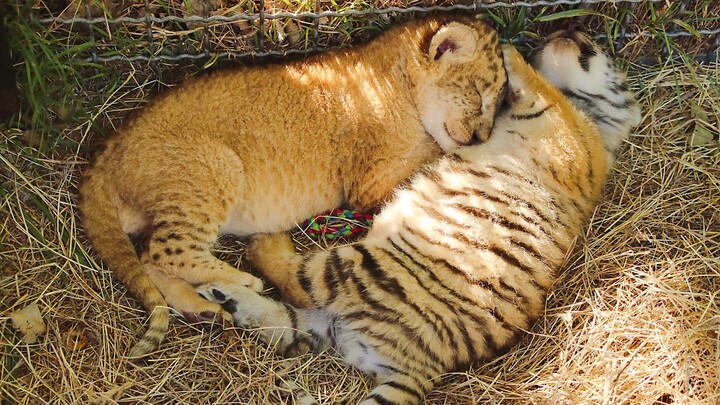 Tiểu Hổ và Tiểu Sư, con nào “rua” hơn nhỉ?