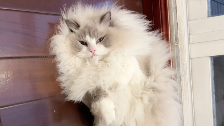 I’m just a tempura shrimp—don’t ask me about anything!