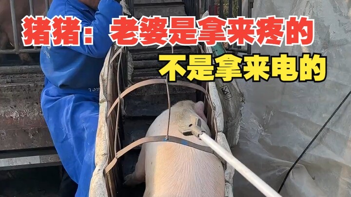 Chú heo: Vợ là để yêu thương, chứ không phải để cãi nhau.