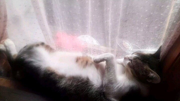 “Mood Hari Ini: Rebahan Kayak Kucing”