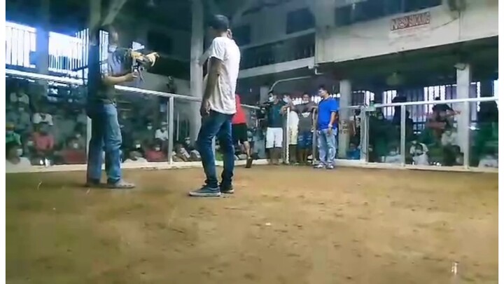 2 cock derby @riverside coliseum Santo Tomas pangasinan. W-W Champion, Show of melsims grey.