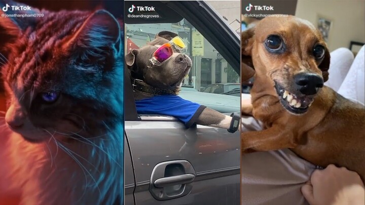 Tổng hợp video tiktok về động vật siêu đáng iu , siêu ngầu
