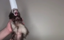 鼬鼬先生叫你做披萨