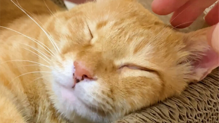 Kucing kecil bahkan dalam mimpi pun ingin manja... Tidak tahan, tidak tahan