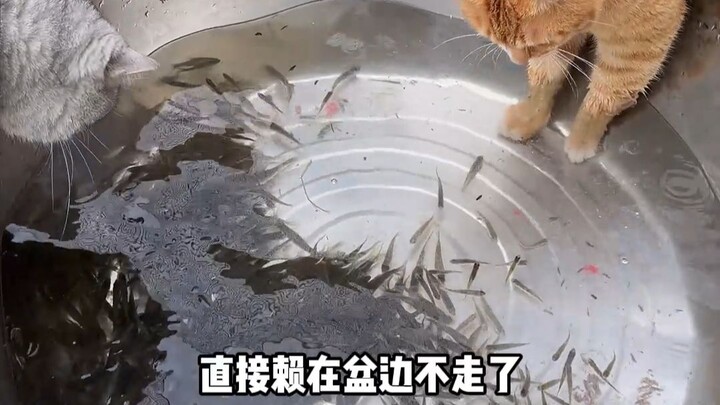 Kolam ikan ekologis yang dibangun untuk kucing ternyata jadi viral! Jadi hari ini saya pasang perang