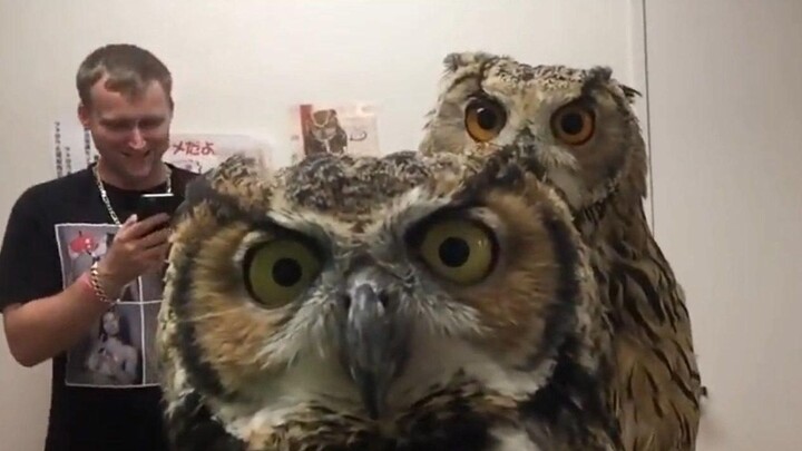 The owl’s first encounter with a camera—pure curiosity!