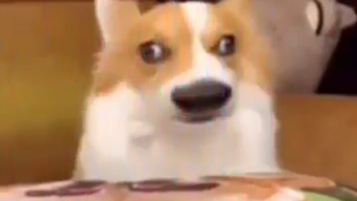 تحدي الخط الأزرق للحيوانات الأليفة