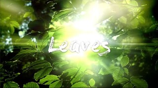LEAVES