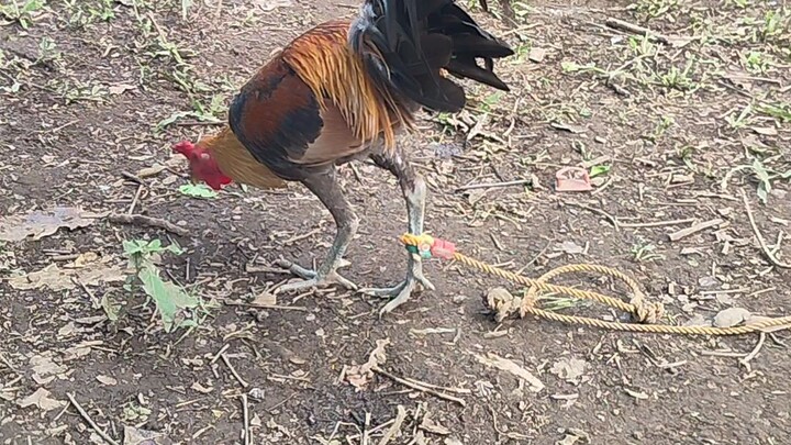 dark legs pumpkin 🤤🐓🏆