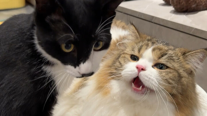 Cute Cat's Daily Life ~ "Licking Fur Damages the Brain"