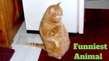 ðŸ’¥Ultimate Funniest Animal ViralðŸ˜‚ðŸ’¥of 2020 | Funny Animal VideosðŸ’¥ðŸ‘Œ