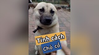 Tính cách của chú chó cỏ! thucung thucungdethuong chó kcbweb nuoidaythucung chó_cưng pet thucungvuinhon