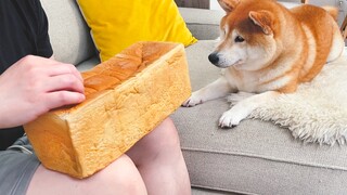 Bagaimana reaksi anjing jika Anda mengelus roti di depan Shiba Inu?