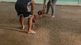 Battle stagRA GAMEFARM
