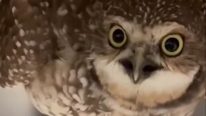 Owl Chicken Core