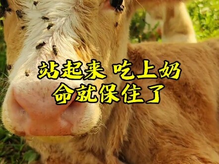 Did you know that a newborn calf’s hooves are soft in front? And did you know that as long as it dri