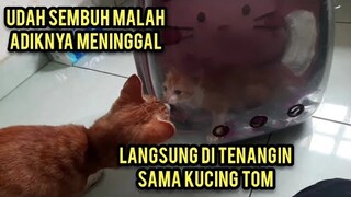 Masyaallah Anak Kucing Abses Ini Sudah Pulang Dari Klinik Tapi  Sedih Adiknya Malah Meninggal Dunia