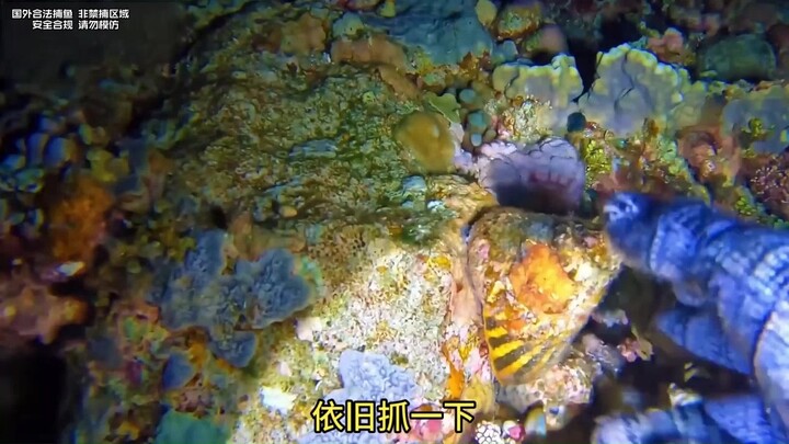 Fishermen’s Underwater Treasure Hunt: The Demon Pearl Is Back in the Sea! #TidePools #FishermanLife