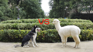 【Animal Circle】When husky meets llama. Neighbourhood becomes quiet.