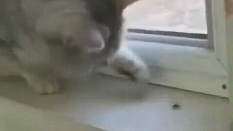 Cat: There is no speed in my eyes