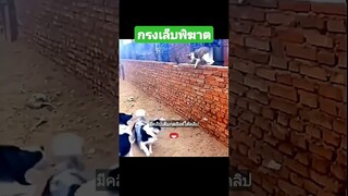 กรงเล็บพิฆาต