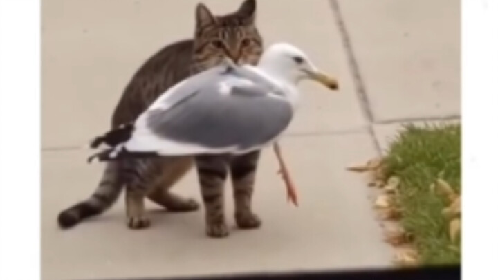 คนเอ๊ย, เธอทำฉันแย่ไปหมดแล้ว ชดใช้ให้ฉันหนึ่งตัวสิ!