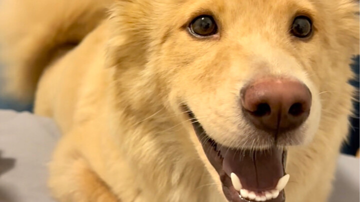 Emang anjing kampung sehati-hati dan penuh perhatian sama batas personal kayak gini? Aku baru sembuh