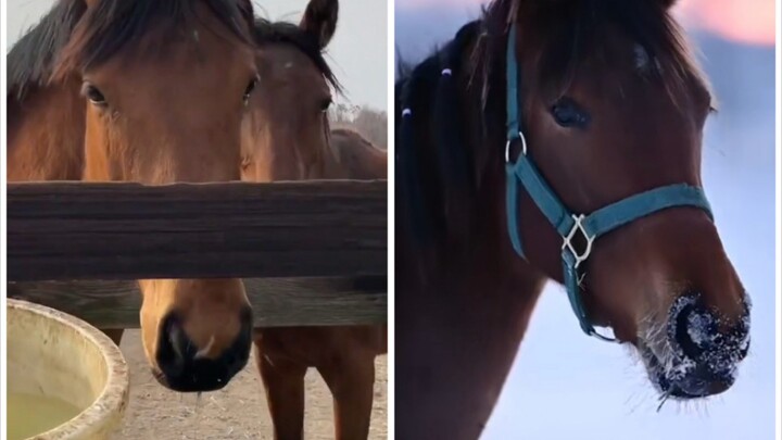 When your friend says he can't tell whether a pony is beautiful or ugly...