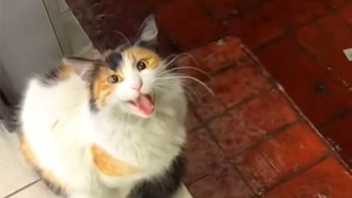 It seemed to be explaining in a crazy way: "The cat will hide from the rain for a while, and we will