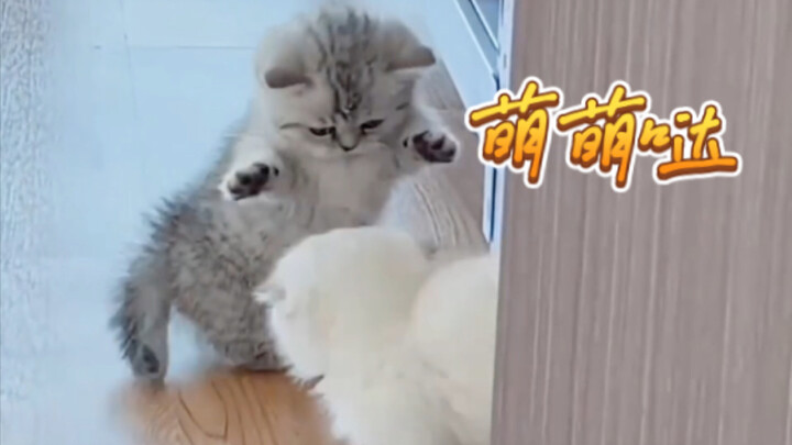 Si kucing kecil manis datang untuk menyembuhkanmu!