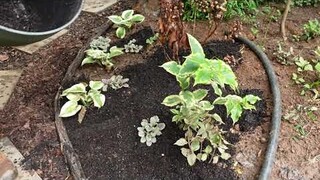 Tidying up secret garden entryway