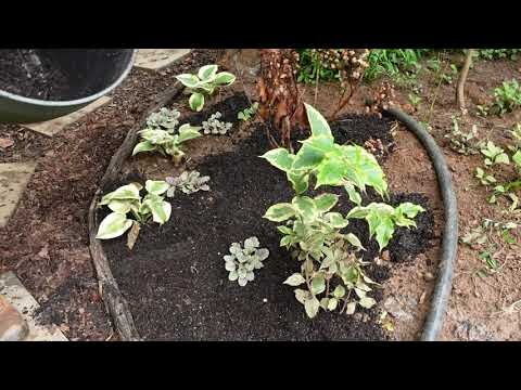 Tidying up secret garden entryway