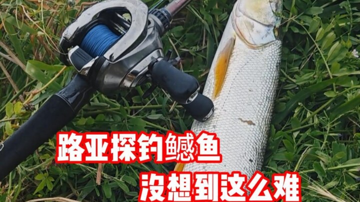 Thử câu cá ngạnh bằng lure, không ngờ khó đến thế!