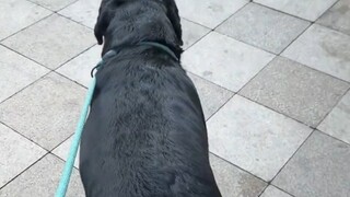 No wonder Labrador can be a guide dog, look at this route planning
