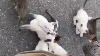Khi bạn nghĩ rằng mình đã tìm thấy một chú mèo con...