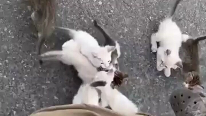 When you think you've found a kitten...